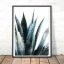 AloeVera