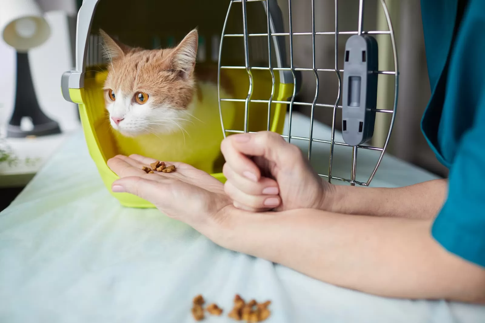 cuidar animales a domicilio comida gato cesta