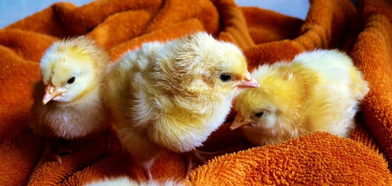 empleo sexador de pollos min