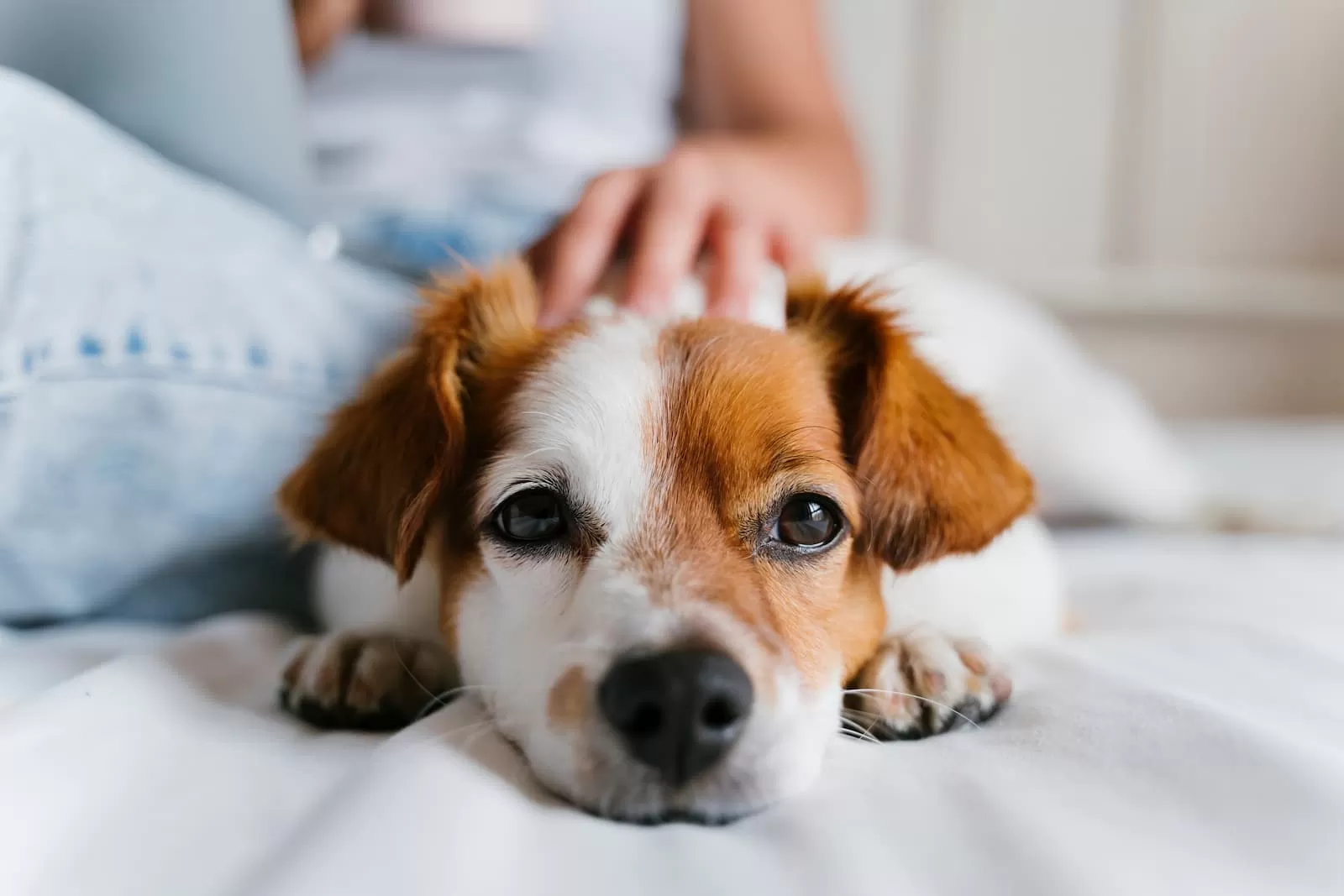 mujer joven en la cama abrazando a jack russell dog