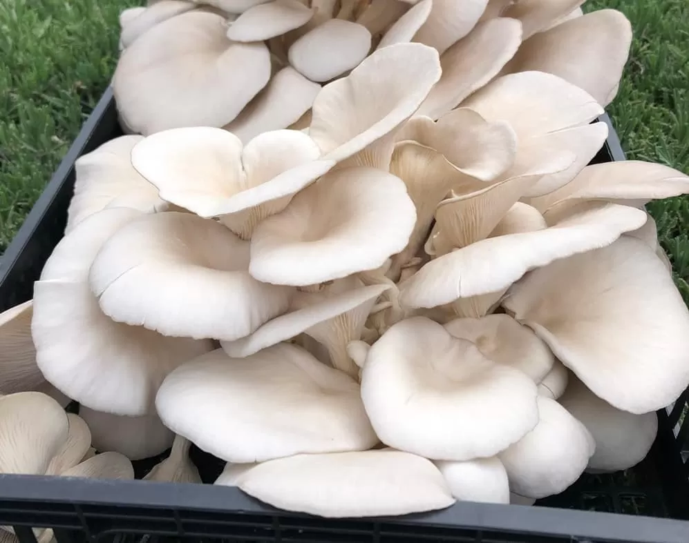 negocio hongos