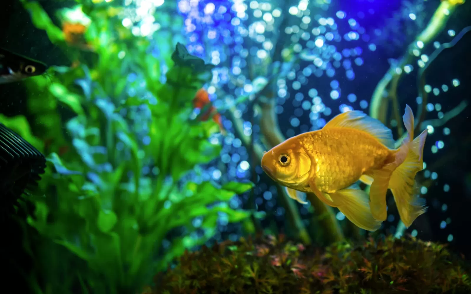pez dorado en acuario