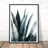 AloeVera
