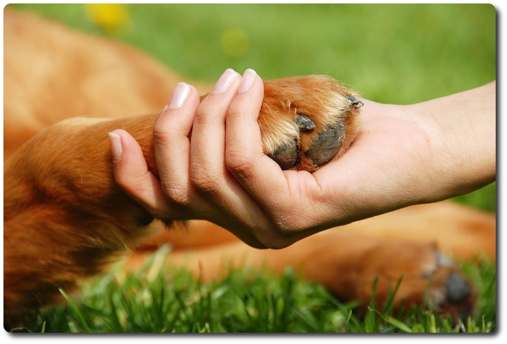 Qué aporta una mascota desde la perspectiva educativa